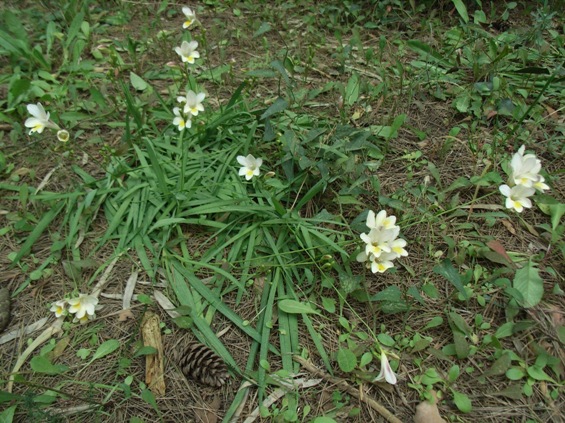 Freesia alba